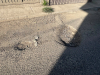 Inicia Gobierno del Estado pavimentaci&oacute;n de la Avenida Ram&oacute;n Caballero en Tehuac&aacute;n