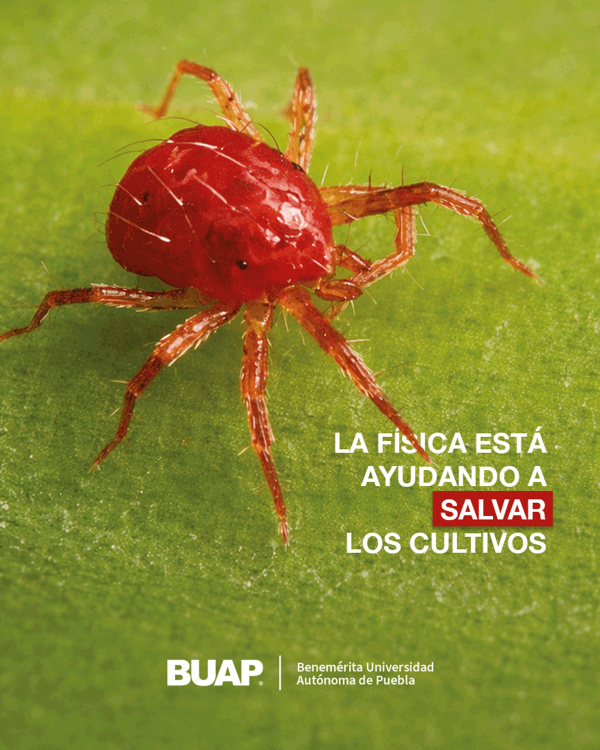 Proponen en la BUAP utilizar la F&iacute;sica para proteger cultivos prioritarios
